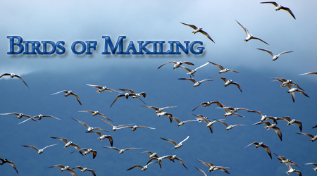 Birds of Makiling